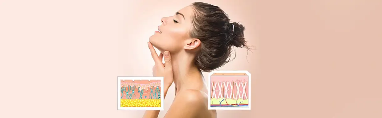 Collagen vs Elastin